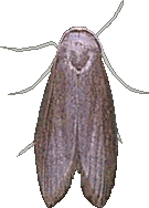Achroia grisella or lesser waxmoth