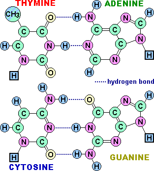 Base Pairing