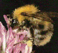 BUMBLE BEE... Often seen on flowering plants, but in numbers up to a few dozen. May be seen early and late in the day.