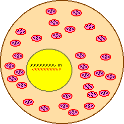 two copies of Nuclear DNA in the nucleus and many copies of Mitochondrial DNA in the mitochondria