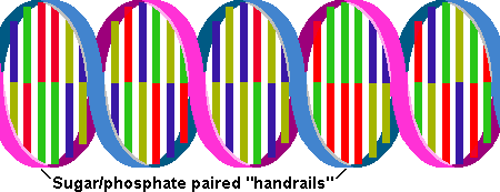 Spiral structue of DNA