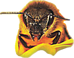 Bee Image copied from FIBKA Flier