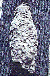 Hornets nest in a hollow tree