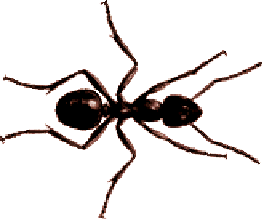 Lasius Niger, the common black garden ant