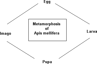 Life History of the Apis Mellifera