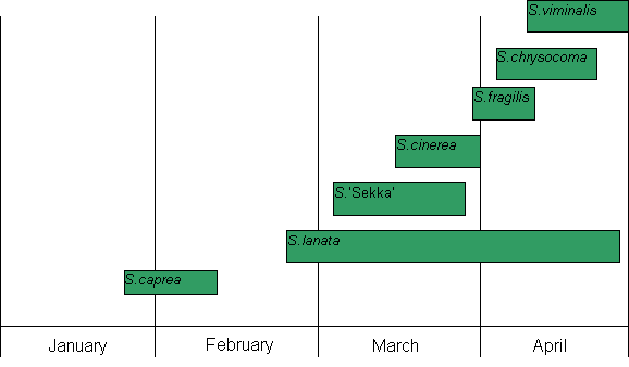 Diagrammatic representation of Flowering dates of the Salix varieties