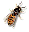 Common Wasp, Vespa Vulgaris