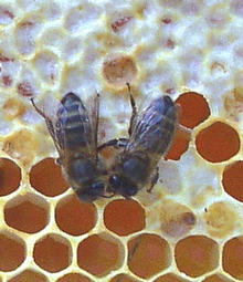 Small Image from Mid-Ulster Bee Keepers Website, Photo Sir Frederick Hazelton-Kullas