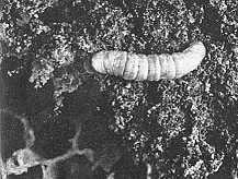 lesser waxmoth larva