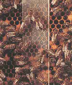 Bees on Apistan strip