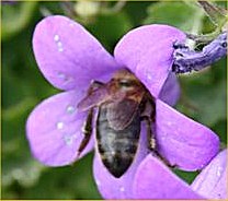 Bee in Campanula, Photo... Michael Gleeson