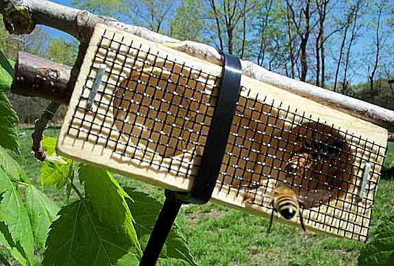 Caged queen, tied to a tree branch, with scout bee