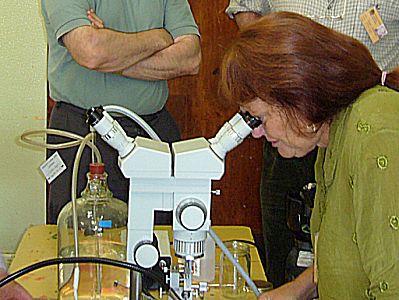 Kathy Cox at the insemination microscope