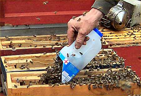 Measuring bees into nucs, Photo... Sandra Unwin