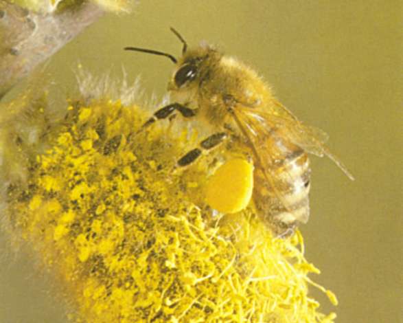 Worker bee with load of Willow Pollen, photo... Ted Hooper