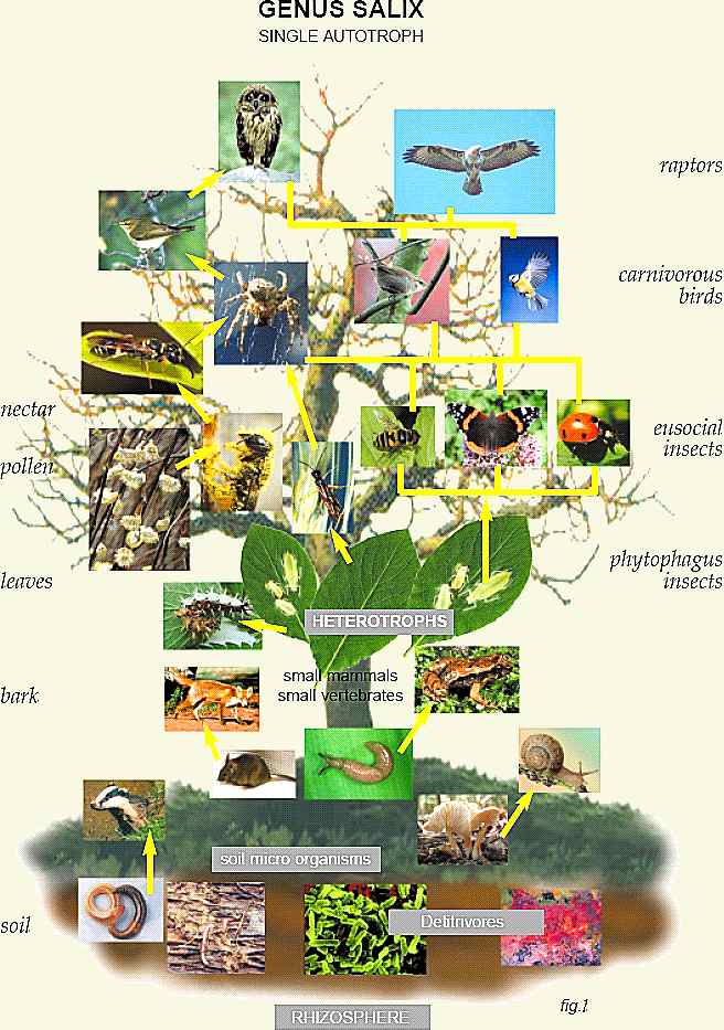 Typical Food Web associated with Salix Species  (Courtesy  Diana Broadbent )