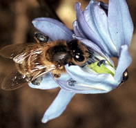 Foraging honey bee, Photo... BBKA