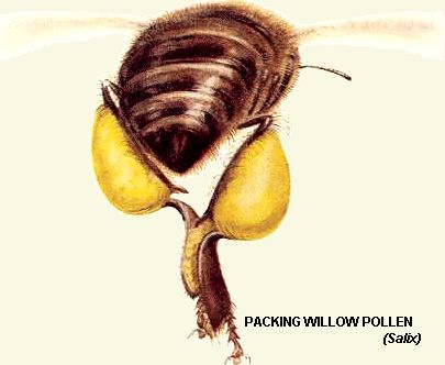 Bee packing Salix pollen