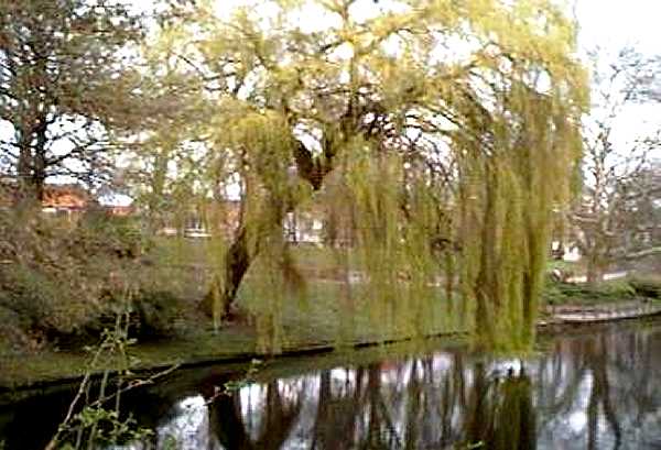 Weeping Willow - S. chrysocoma