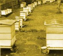 Paynes Southdown Bee Farm
