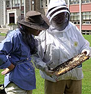 Sue and Terry inspecting A. m. mellifera bees, Photo... John Burgess