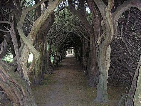 Inside the yew walk, Photo... Chris Slade 2005
